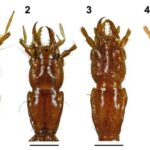 Nuove specie di insetti troglobi nelle grotte delle Alpi Dinariche